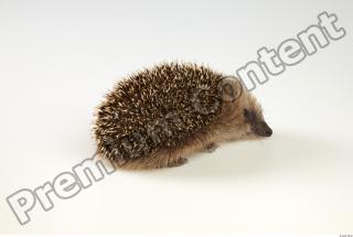 Hedgehog - Erinaceus europaeus  0044